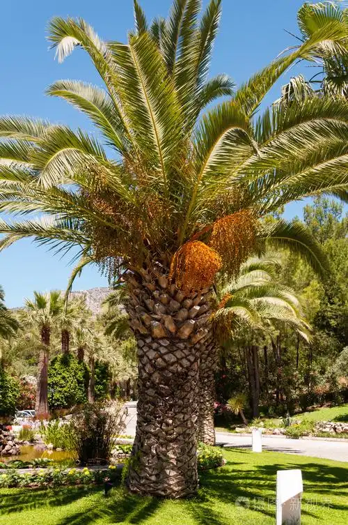 枣椰树棕榈花园