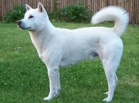 日本不光有柴犬和秋田,这种狗继承了狼血,全世界仅剩300只!