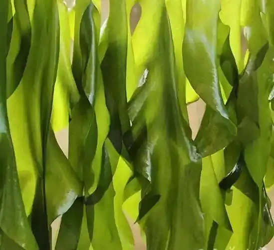 聪明菜,美容菜,绿色海参,长寿菜,天然螺旋藻