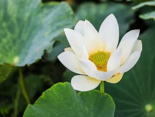 莲花随拍 历代文人雅士对荷莲多有题咏词赋丹青留迹,然而在庐山儒学与