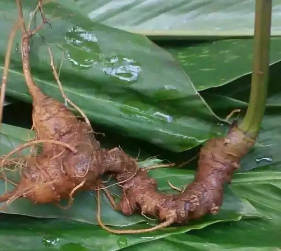 浅议"金平黑人参"