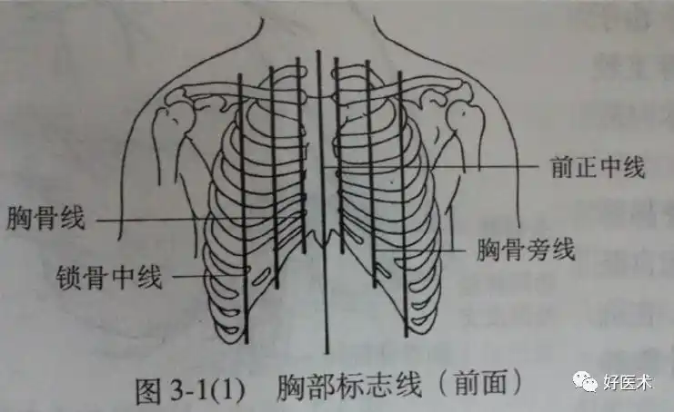 第8,9肋骨虽长,但借第7肋骨间接与胸骨相连而构成肋弓,弹性较大,不易