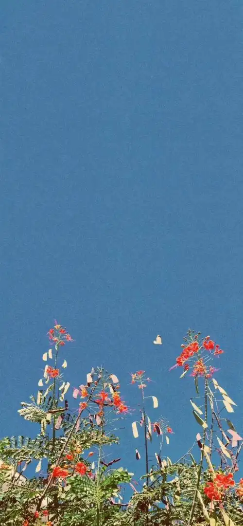 iphonex r xs max iphone11壁纸 锁屏壁纸 全面屏壁纸 聊天背景 卡通