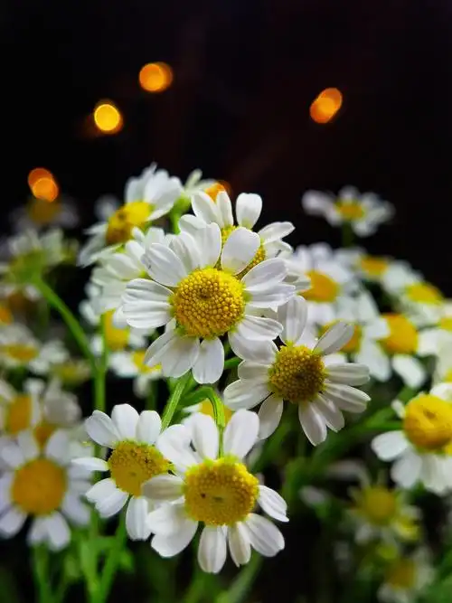 【华为p40】夜晚的洋甘菊