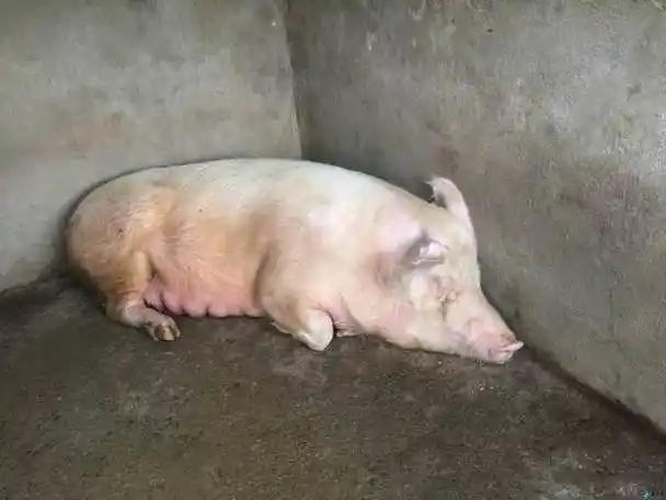 老母猪图片搞笑大全大-七七游戏网