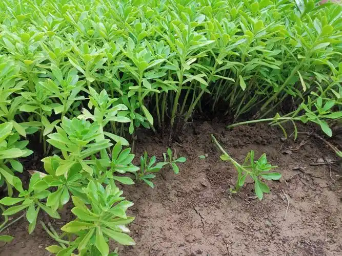 费菜|土三七|高钙_新浪新闻