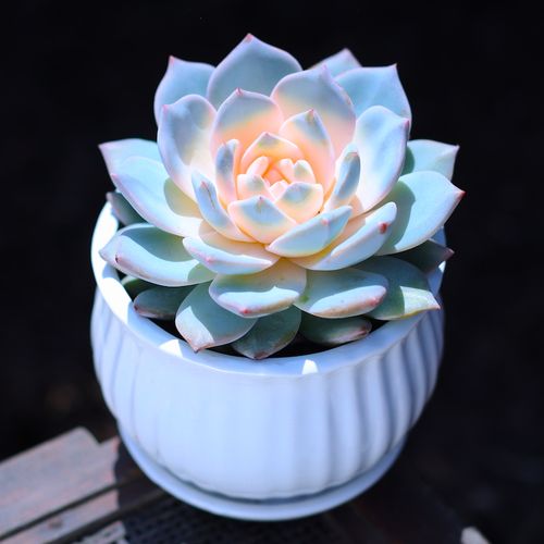 多肉植物大全——其他用品