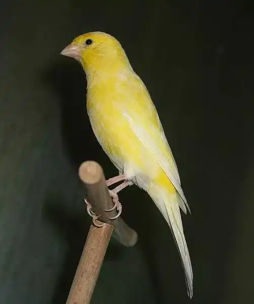 秀秀诗经读书会小雅黄鸟