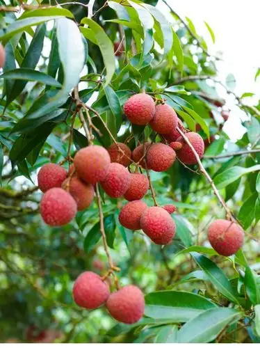 荔枝 新鲜现摘5斤装 应季10时令水果包邮 非海南妃子笑白糖罂带箱