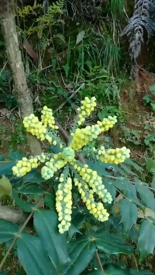 野生土黄连开花了,美不美?