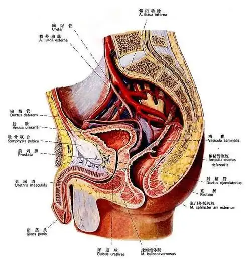 前列腺生理解剖图
