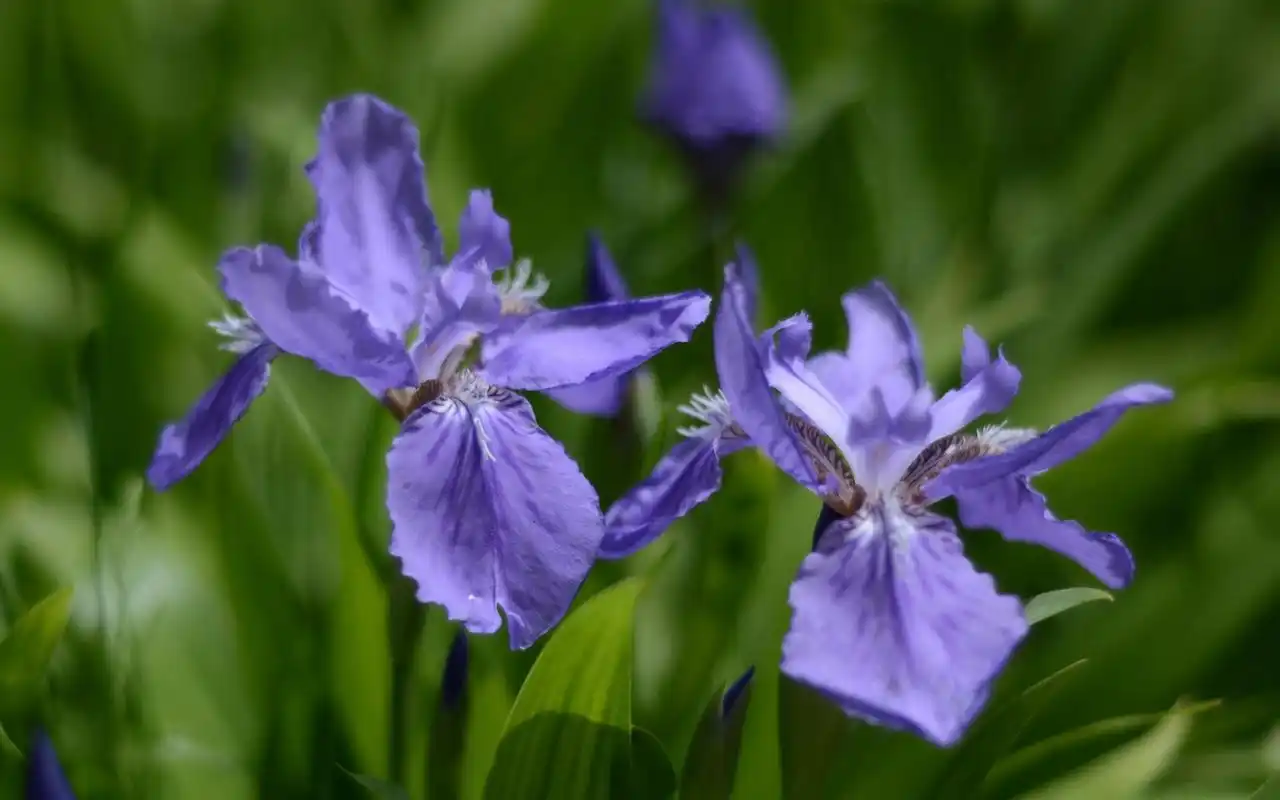 唯美鸢尾花高清图片桌面壁纸