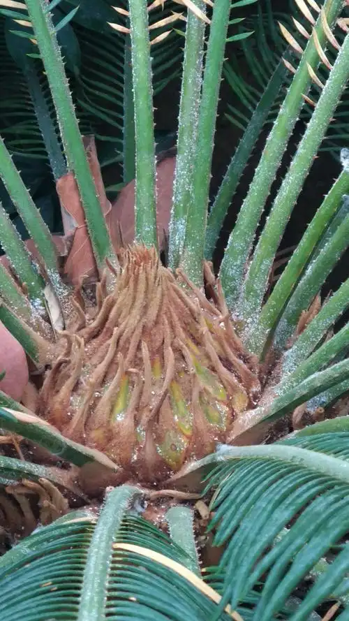 铁树的雌雄花各不相同