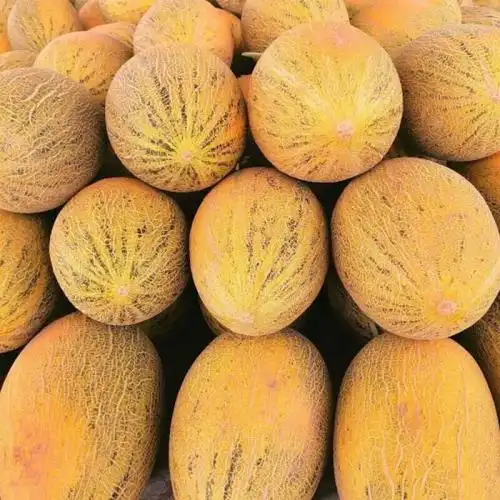 (预售)新疆特产伽师八六王黄皮哈密瓜新鲜水果甜瓜王一箱1个瓜4-6斤箱