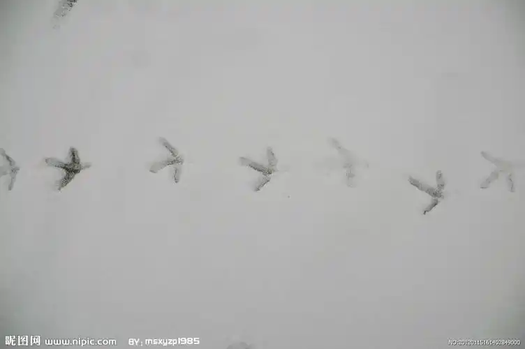 《雪地里的小画家》 写美篇 这个像竹叶,是小鸡的小脚印