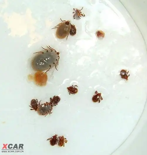 狗狗身上的寄生虫放大