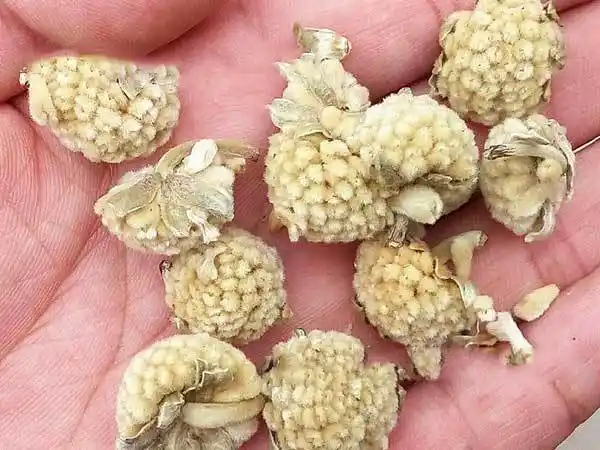 结香种子什么时候播种最好