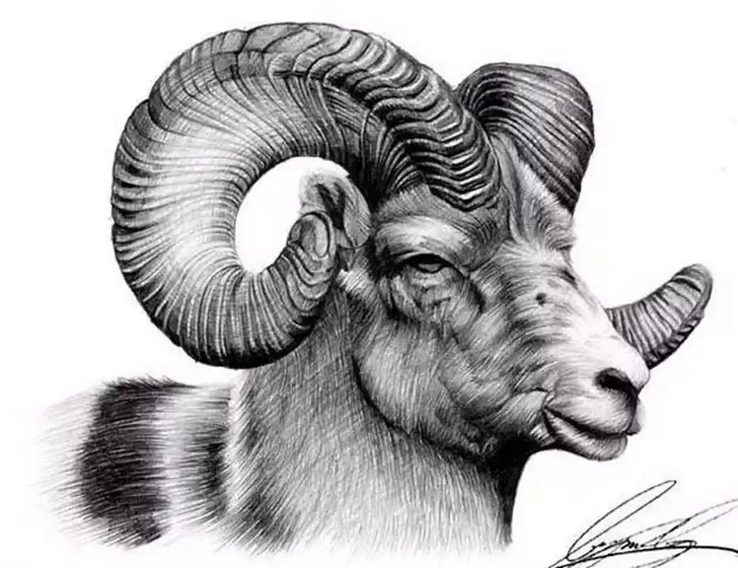 分享一组羊头素描 [微笑]