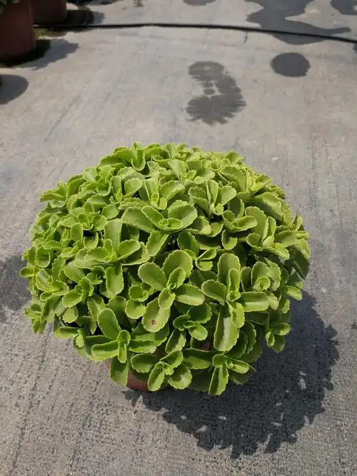 德国景天,规格:130双色盆