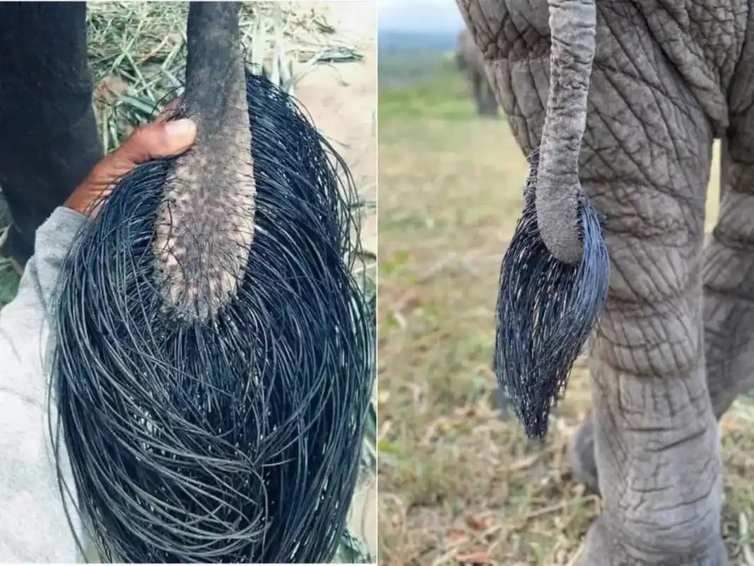 大象的尾巴就像是一个大蒲扇,他们的底部黑色的部分非常的硬,主要是