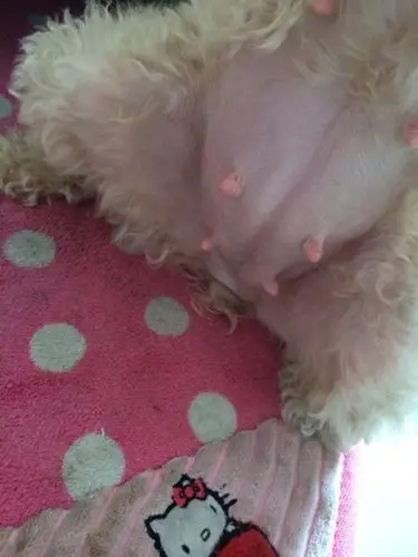 狗狗怀孕的肚子是这样的吗?交配完已经31天!