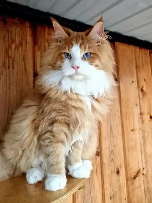 俄罗斯顶级稀有红虎斑缅因猫