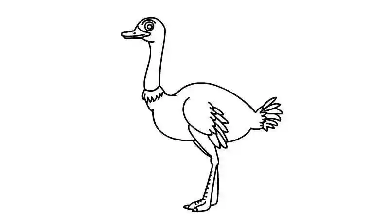 鸵鸟简笔画