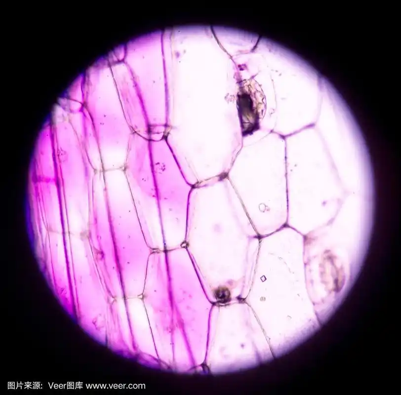 显微镜下的植物细胞.