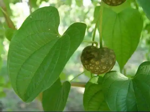 农村常见的藤蔓植物黄独,它有哪些功效和作用?_网易订阅