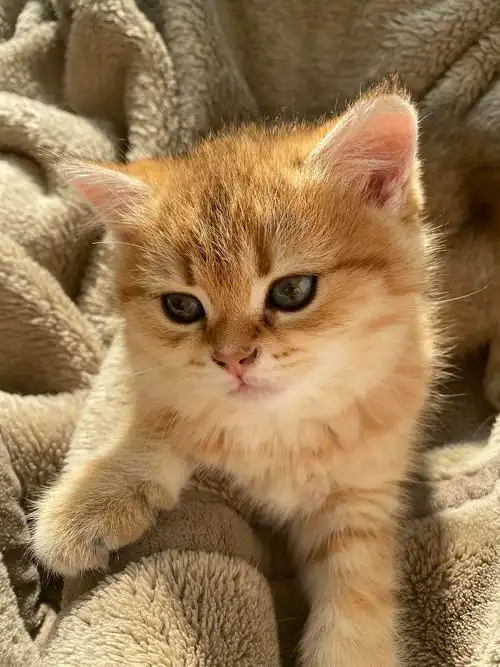 虎斑金渐层妹妹