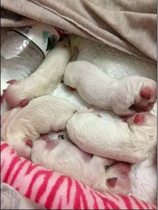 家庭繁殖纯种比熊宝宝,从出生第一天开始到现在照片30张