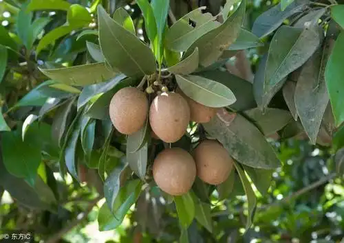 想要人心果树有果实累累的感觉,必须要进行人工授粉提升座果率.