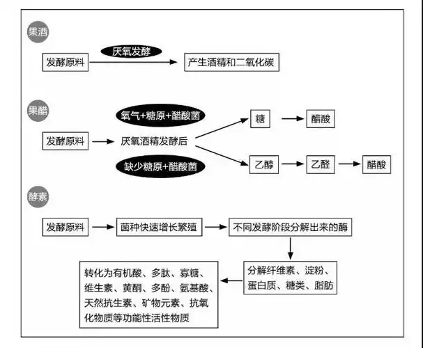 目前,市面上常见的用水果蔬菜类发酵的食物,一般就是果醋,果酒,酵素