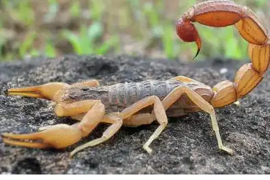 蝎子最怕什么颜色1