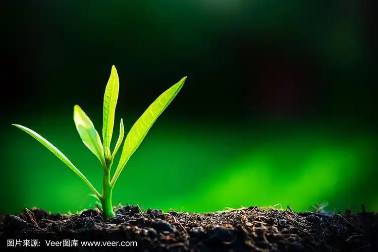 树苗生长在阳光照耀下的土壤中,自然的新生和环保的理念