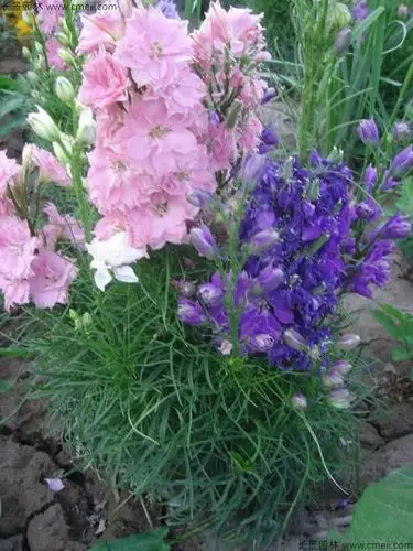 东北耐寒宿根花卉有哪些