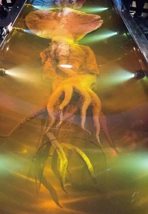 大王酸浆鱿:南极海域最年轻的"大佬"