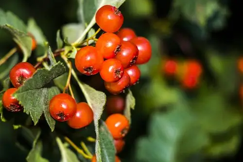 野山楂东北民间叫涨肚红