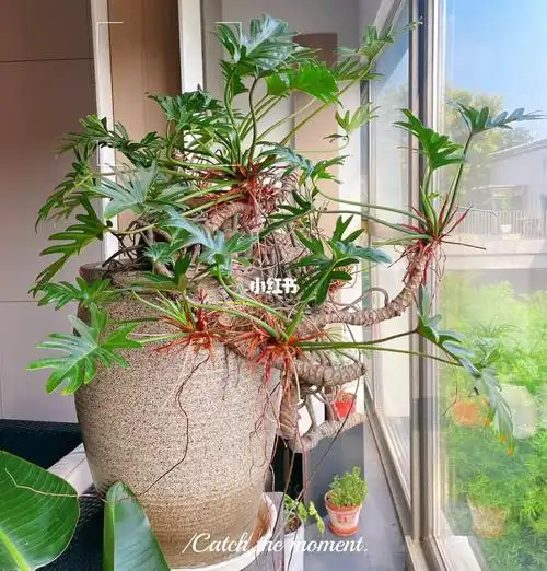 求小天使老桩如何养护