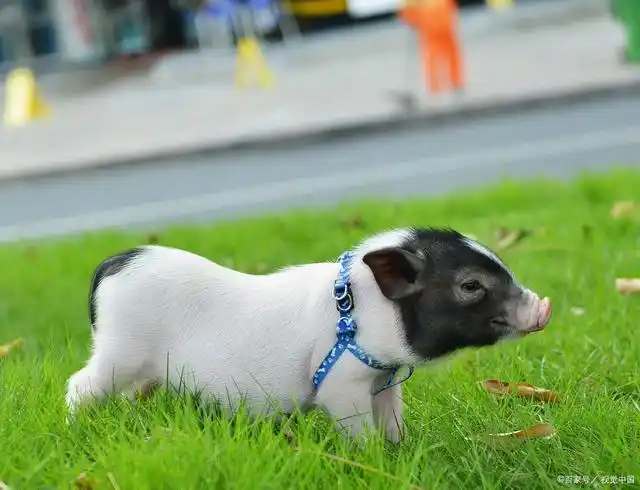 饲养一只可爱的小香猪最关键的一个环节就是喂投了