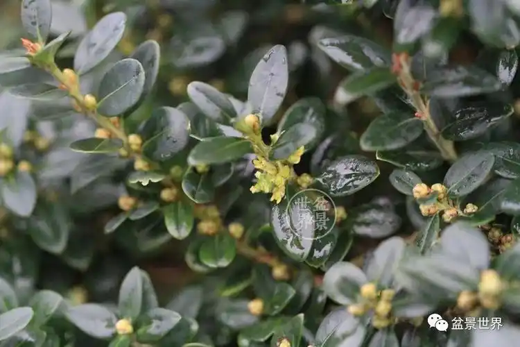 博士答疑丨豆瓣黄杨究竟长啥样?