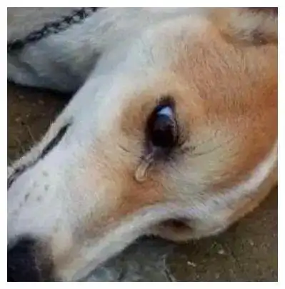 你知道吗狗也会哭的狗哭的原因有哪些