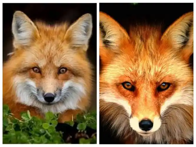 《冬日里的狐狸》 新年快到啦,我们一起给小狐狸设计一件充满美丽色彩