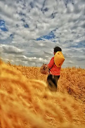 麦田的守望幸福的喜悦