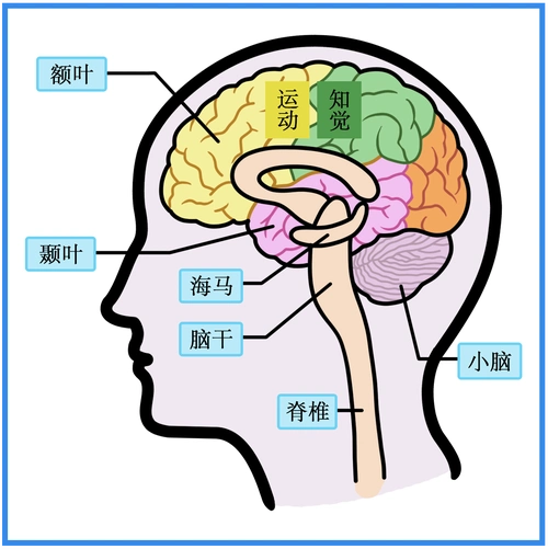 大脑健康管理保持大脑活力降低认知症风险