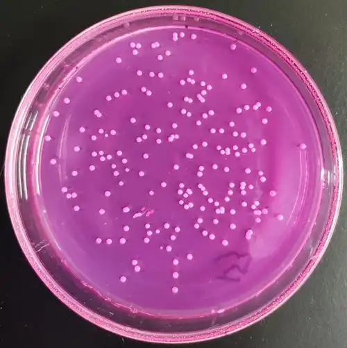 酿酒酵母形态特征微生物孟加拉红