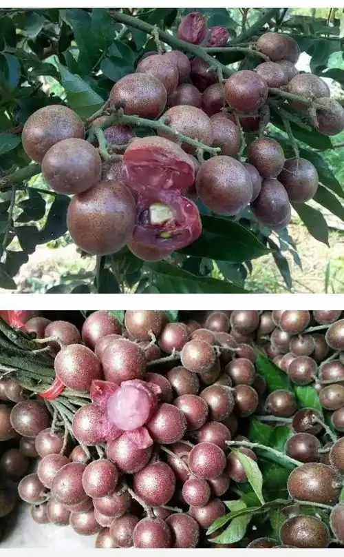 进入手机版 基本参数 产品特性 嫁接苗 类型 种苗 品种 黄皮苗 货号