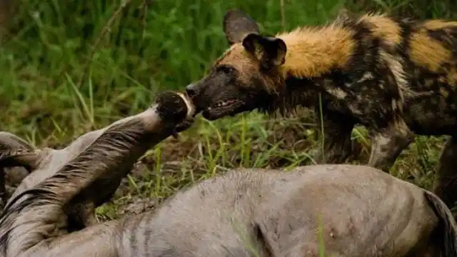 非洲野狗围攻角马,狗多势众还残忍,角马痛到怀疑人生
