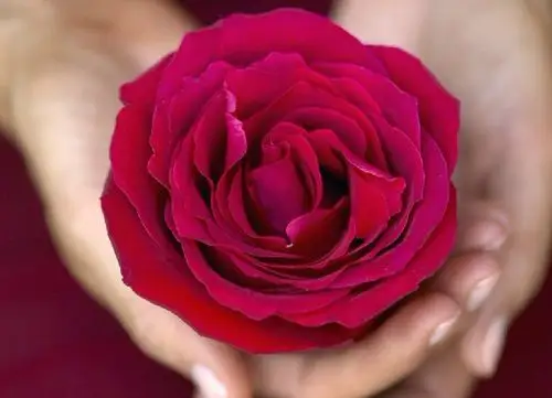 捧在手心里的情愫温柔着你的心田 唯美图片