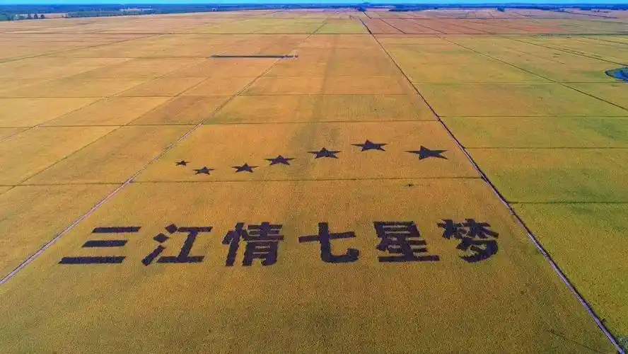 七星农场第三管理区种植户宋吉林今年种了300亩水稻,尽管遭遇台风,但
